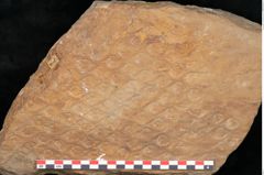 Foto (Detailansicht) von Lepidodendron aculeatum St. (NHMW-GEO-2024-0188-11017)